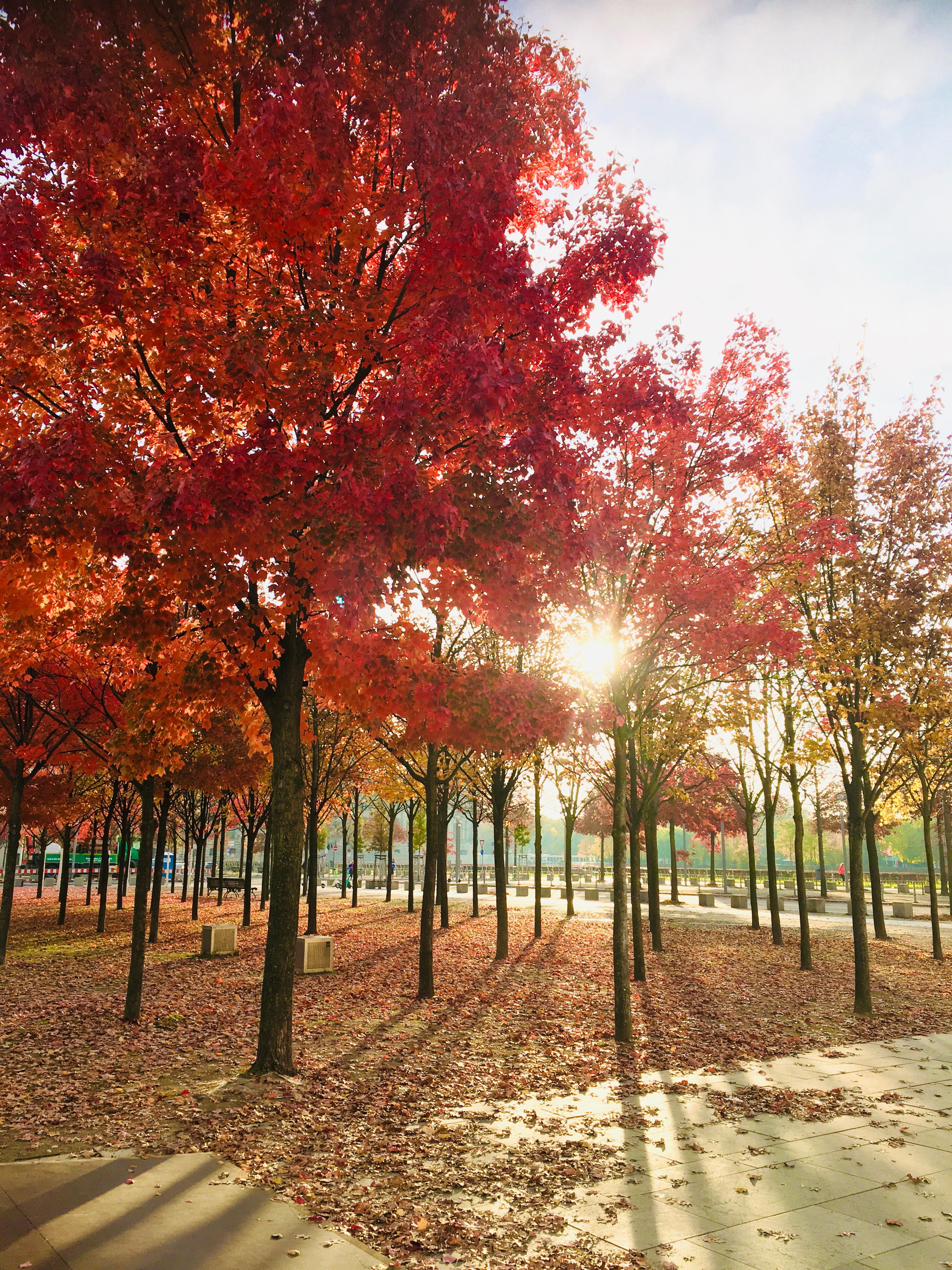 Red Trees